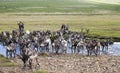 Dukha people herding reindeer in northern Mongolia