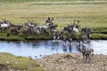 Dukha people herding reindeer in northern Mongolia