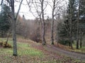 Dull, bleak and deserted forest in late autumn. Fall forest road with bare trees and fallen foliage beneath them. Royalty Free Stock Photo