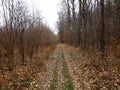 Fall forest road with bare trees and fallen foliage Royalty Free Stock Photo