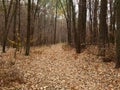 Bleak and deserted forest in late autumn Royalty Free Stock Photo