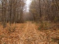 Bleak and deserted forest in late autumn Royalty Free Stock Photo