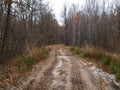 Fall forest road with bare trees and fallen foliage beneath them Royalty Free Stock Photo