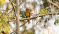 Dull-capped Atilla (Attila bolivianus) in Brazil