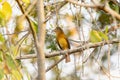 Dull-capped Atilla (Attila bolivianus) in Brazil