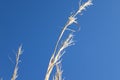 Beige dry reeds with seeded tops against a blue sky Royalty Free Stock Photo