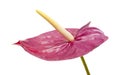 Dull magenta Anthurium Royalty Free Stock Photo