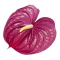 Dull magenta Anthurium