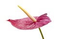 Dull magenta Anthurium Royalty Free Stock Photo