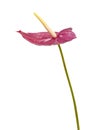 Dull magenta Anthurium