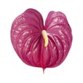 Dull magenta Anthurium Royalty Free Stock Photo