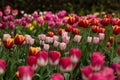 Dull pink row of tulips on the forest and pink tulips in the background. A row of white-pink tulips in the foreground Royalty Free Stock Photo