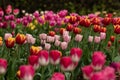 Dull pink row of tulips on the forest and pink tulips in the background. A row of white-pink tulips in the foreground Royalty Free Stock Photo