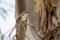 Horsfield`s Bronze Cuckoo in Australia