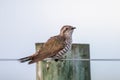 Horsfield`s Bronze Cuckoo in Australia