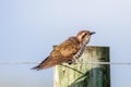 Horsfield`s Bronze Cuckoo in Australia