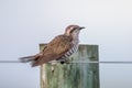 Horsfield`s Bronze Cuckoo in Australia