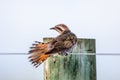 Horsfield`s Bronze Cuckoo in Australia