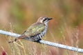 Horsfield`s Bronze Cuckoo in Australia