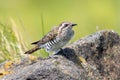 Horsfield`s Bronze Cuckoo in Australia