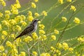 Horsfield`s Bronze Cuckoo in Australia