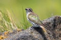 Horsfield`s Bronze Cuckoo in Australia