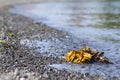 Dulse and Bladderwrack Algae on Beach Royalty Free Stock Photo