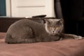 Dult British shorthair cat lies isolated on a white background Royalty Free Stock Photo