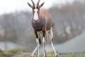 Dumb animal. Funny meme image of antelope peeing. Soft selective focus Royalty Free Stock Photo