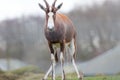 Dumb animal. Funny meme image of antelope peeing. Soft selective focus