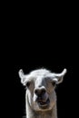 Dumb Animal. Goofy Llama head popping up. Funny meme image Royalty Free Stock Photo