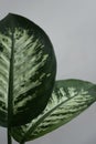 Detail of two Dumb Cane leafs Royalty Free Stock Photo