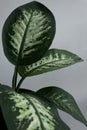 Dumb Cane Leafs Royalty Free Stock Photo