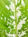 Dumb cane leaves