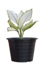 Dumb Cane plant or Dieffenbachia in black plastic pot isolated on white background. Royalty Free Stock Photo