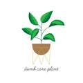 Dumb cane plant vector illustration drawing