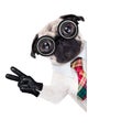 Dumb cool crazy dog Royalty Free Stock Photo