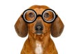 Dumb nerd silly dachshund