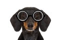 Dumb nerd silly dachshund