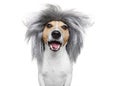 Dumb silly crazy dog Royalty Free Stock Photo