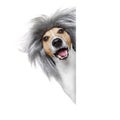 Dumb silly crazy dog Royalty Free Stock Photo