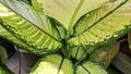 Dumbcane Leaf with Cream-Green Pattern for Tropical Background or Web Decorative Use Royalty Free Stock Photo