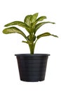 Dumbcane plant or Dieffenbachia maculata Tropic Marianne in black plastic pot isolated on white background. Royalty Free Stock Photo