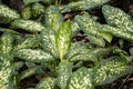 Dumbcane plants, Dieffenbachia seguine, in a rainforest