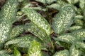 Dumbcane plants, Dieffenbachia seguine, in a rainforest