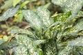 Dumbcane plants, Dieffenbachia seguine, in a rainforest