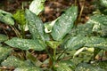 Dumbcane plants, Dieffenbachia seguine, in a rainforest