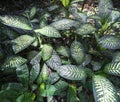 Dumbcanes on The Shade. Dieffenbachia Getting Sun Light From Canopy Opening of Tropical Rain Forest