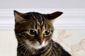 Dumbfounded cat look at the thing that scared her Royalty Free Stock Photo