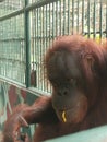 Dumbfounded face of orang utan